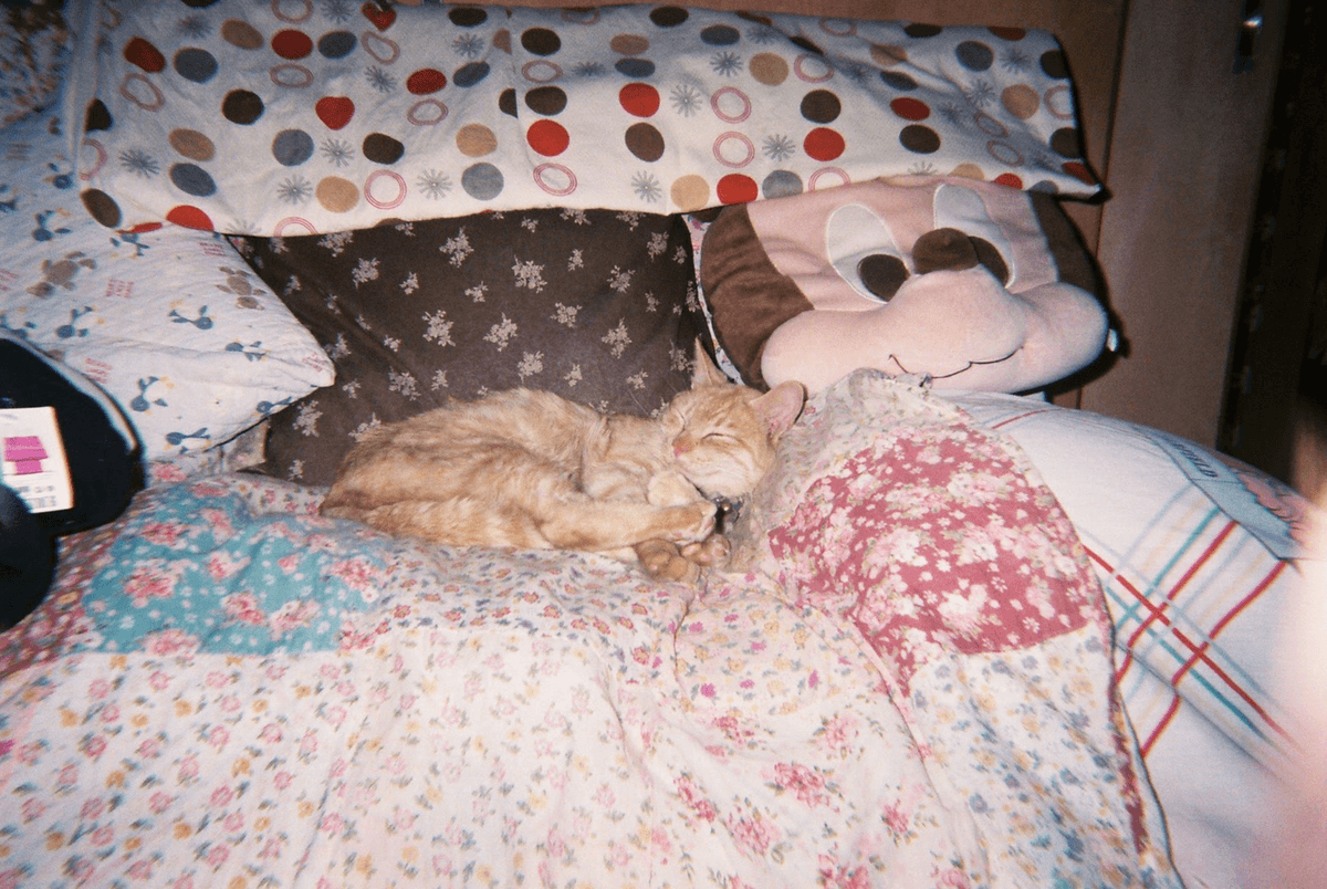 ねこちゃん(neko the cat!)