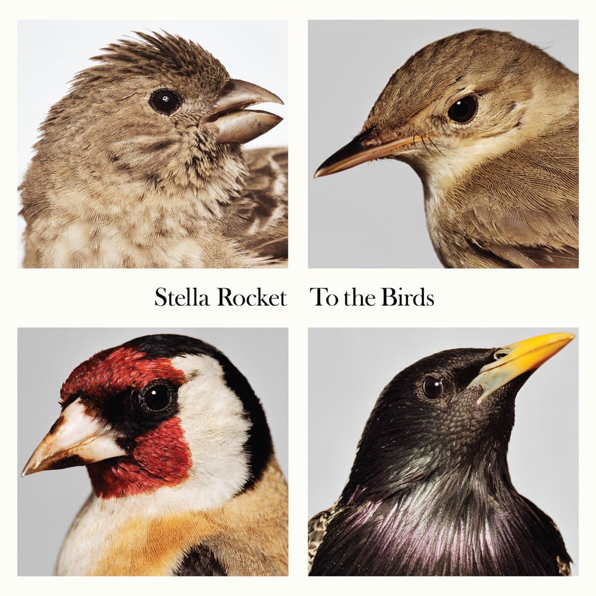 To the birds