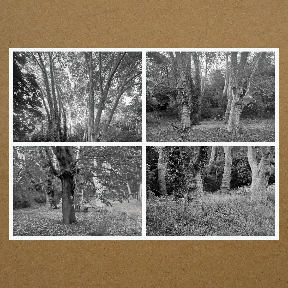Haunted Woodland, Volume Five