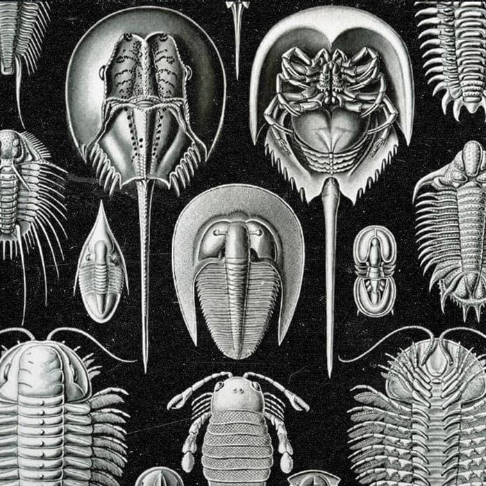 La Marche des arthropodes