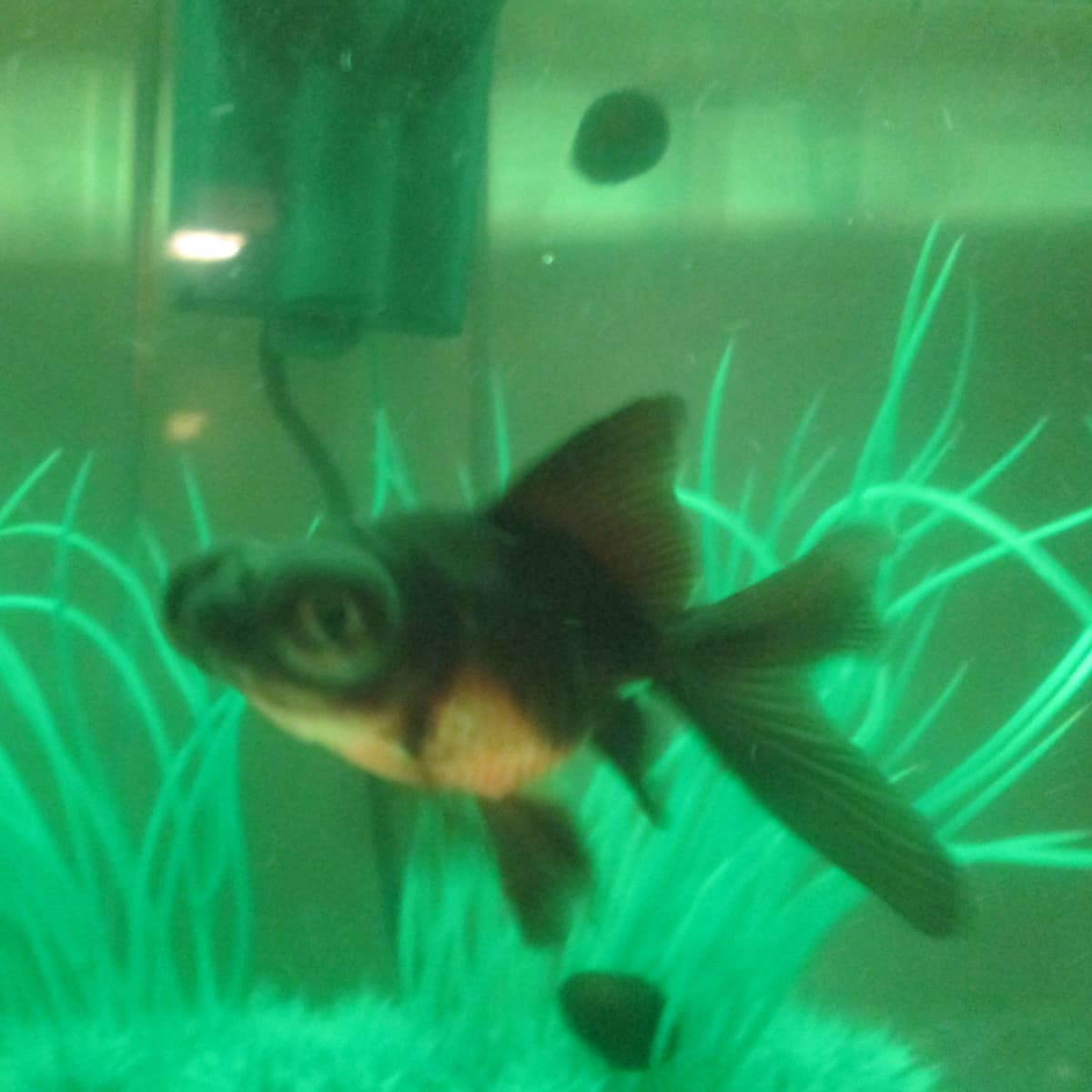 Fishtank