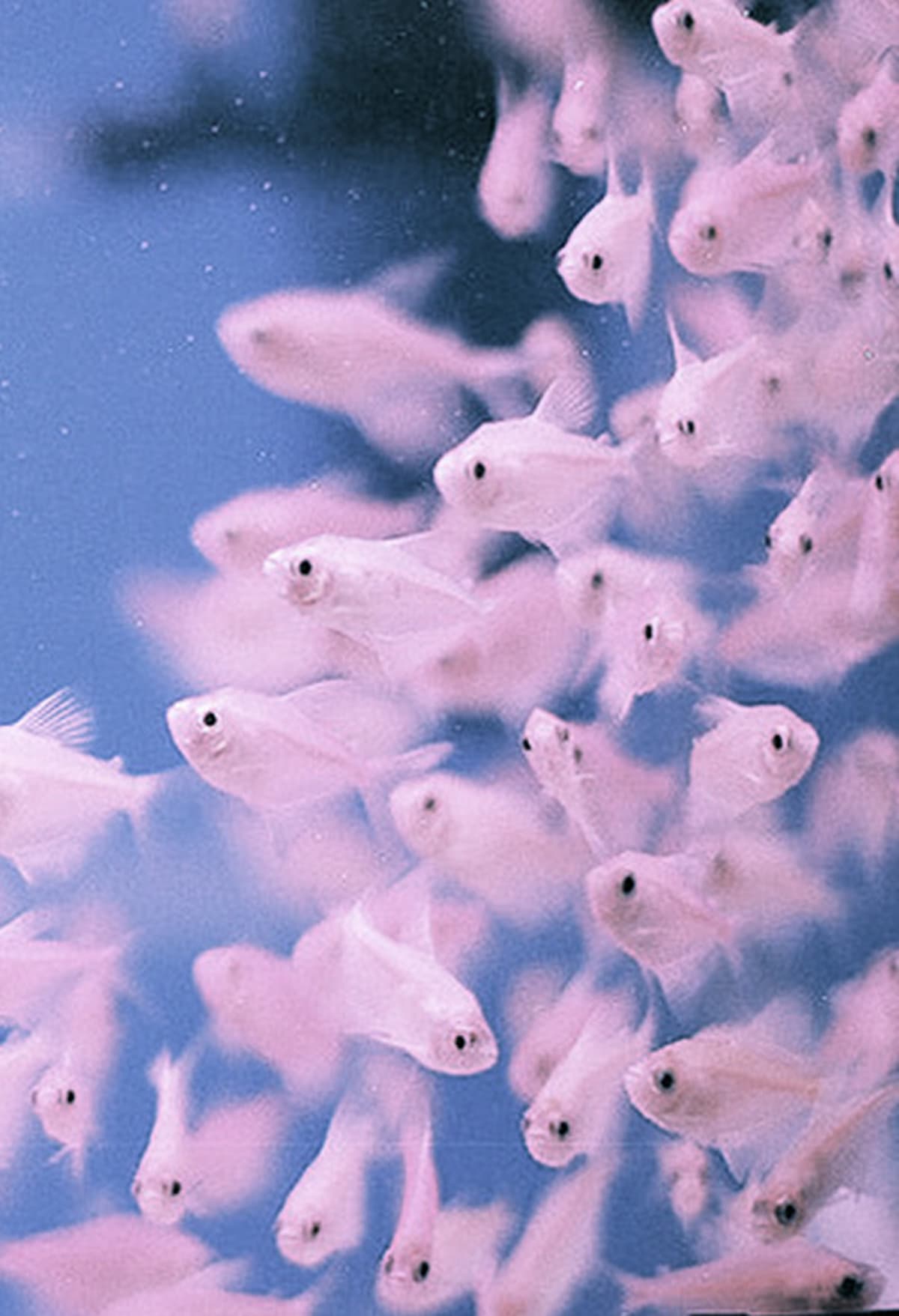 Shoaling & Schooling – The More the Better