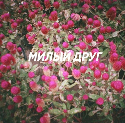 Милый друг