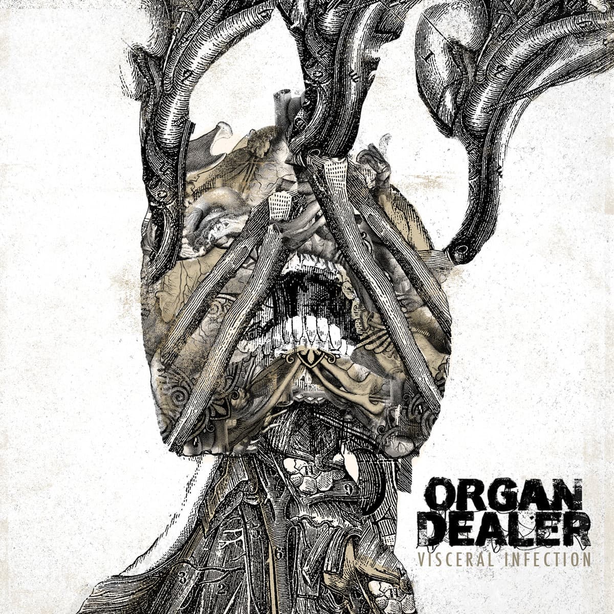 Visceral Infection