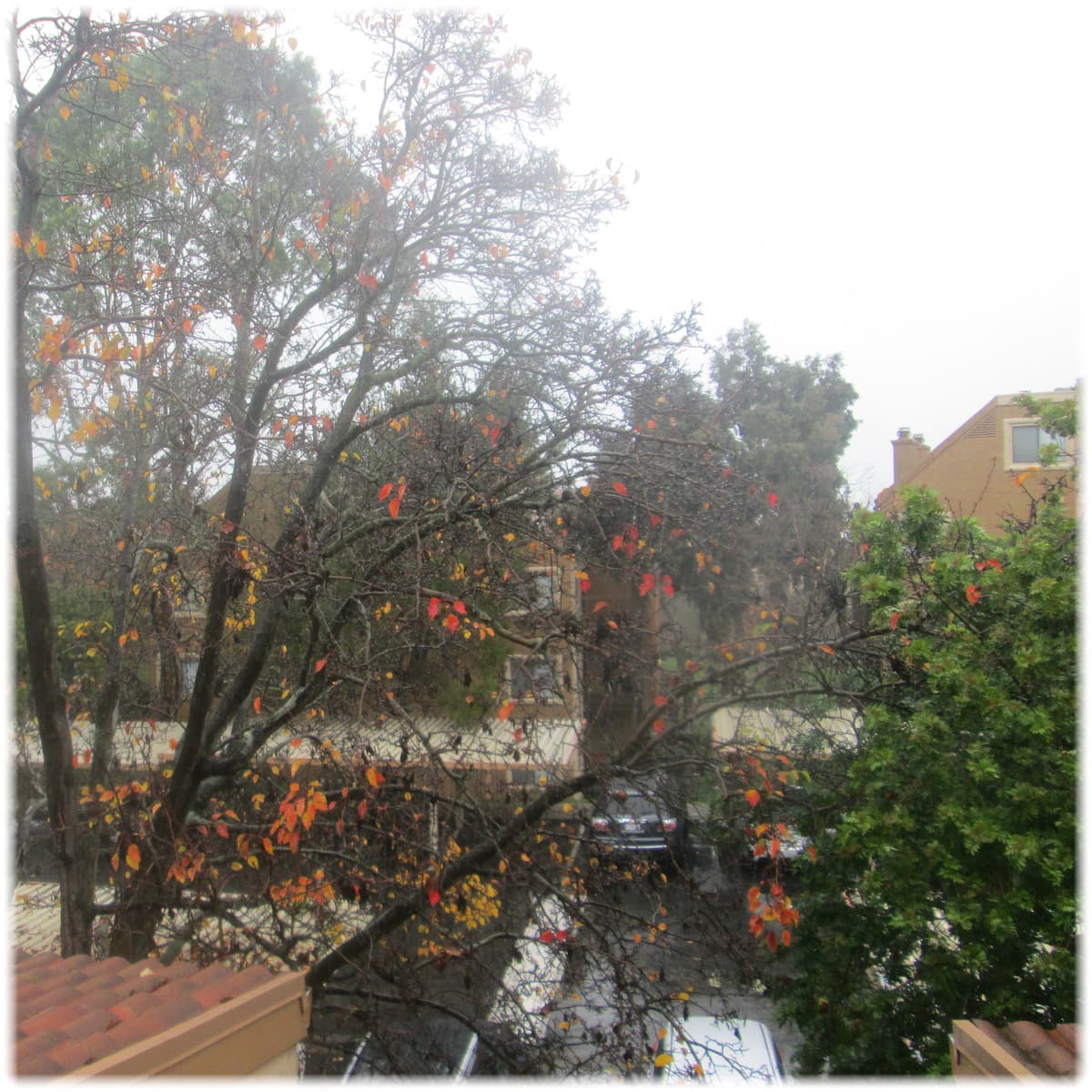 11:00AM Rain