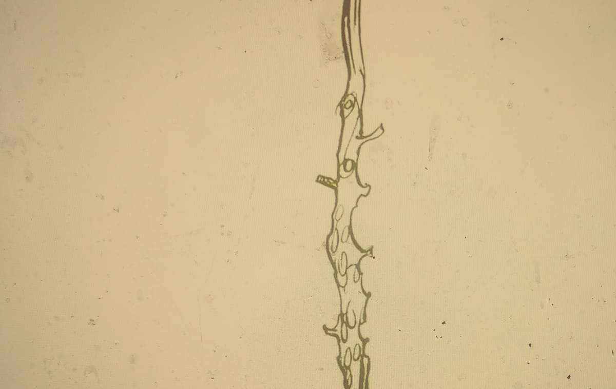 Nothing Under a Microscope