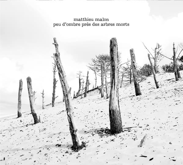 Peu d'Ombre Près des Arbres Morts