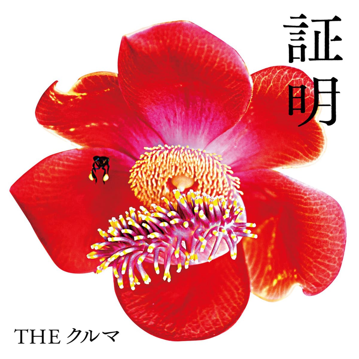 証明