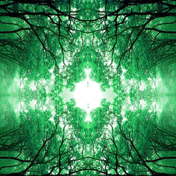 Good Morning Forest