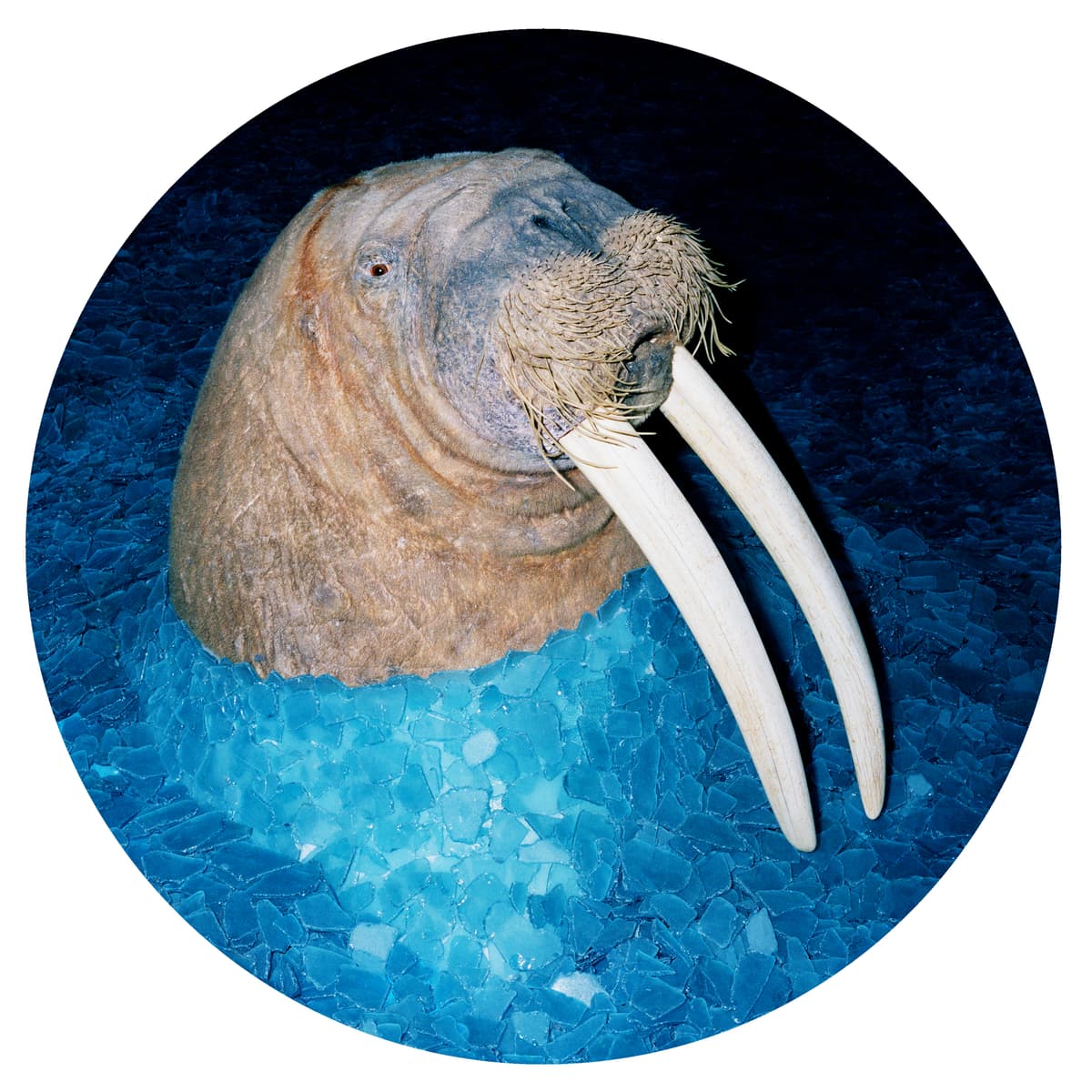 The Walrus EP