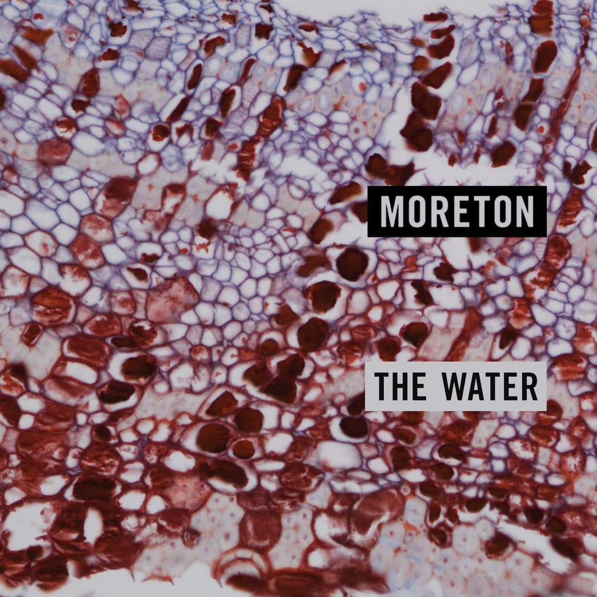 The Water