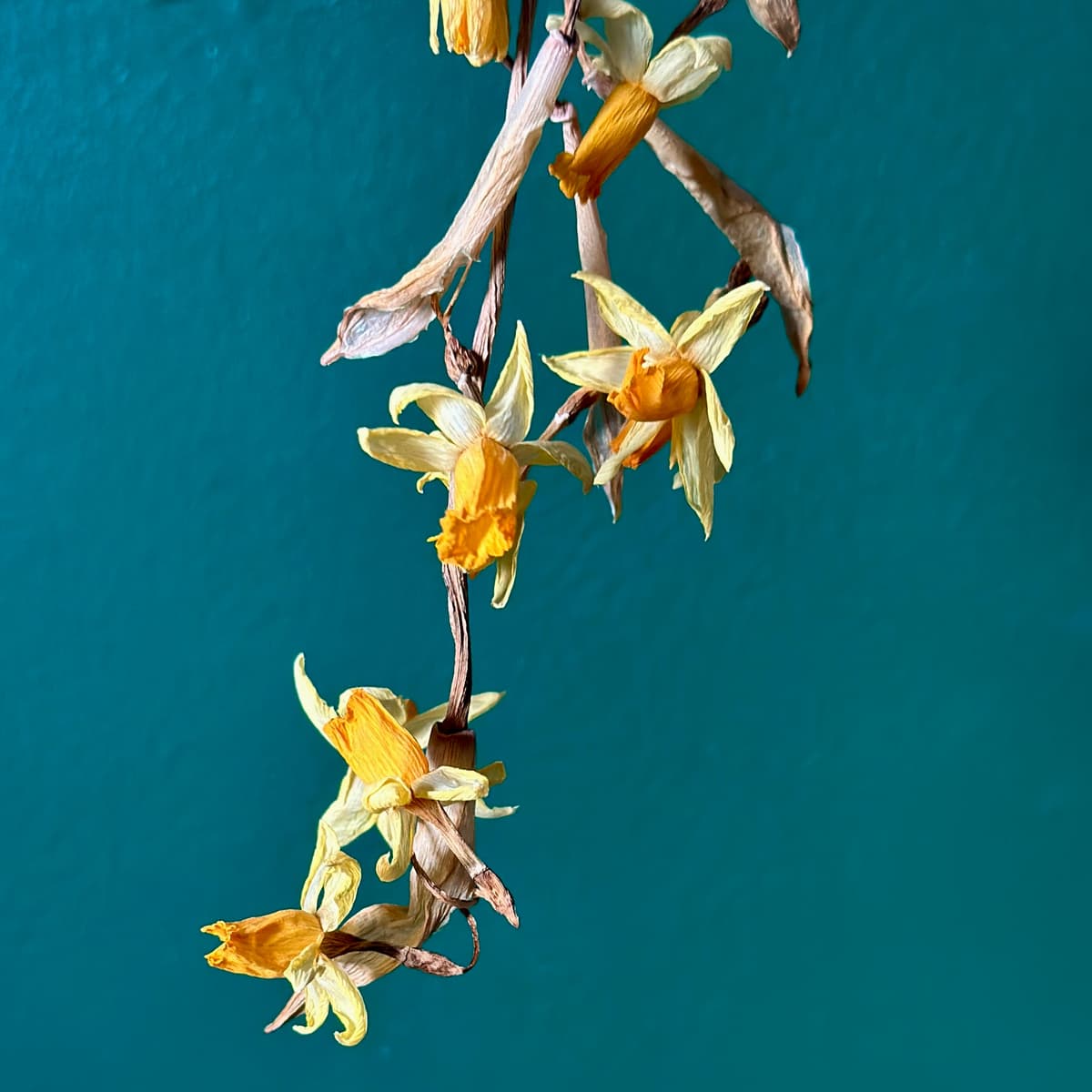 Fleurs Mortes