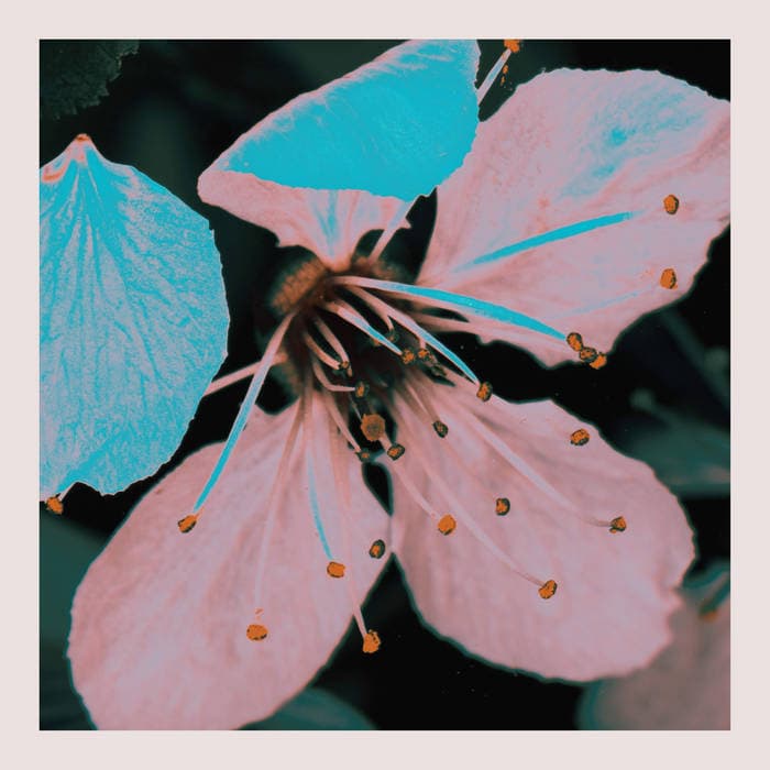 Cherry Blossom
