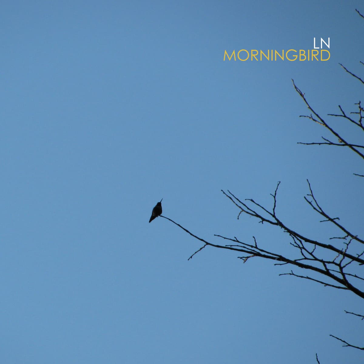 Morningbird