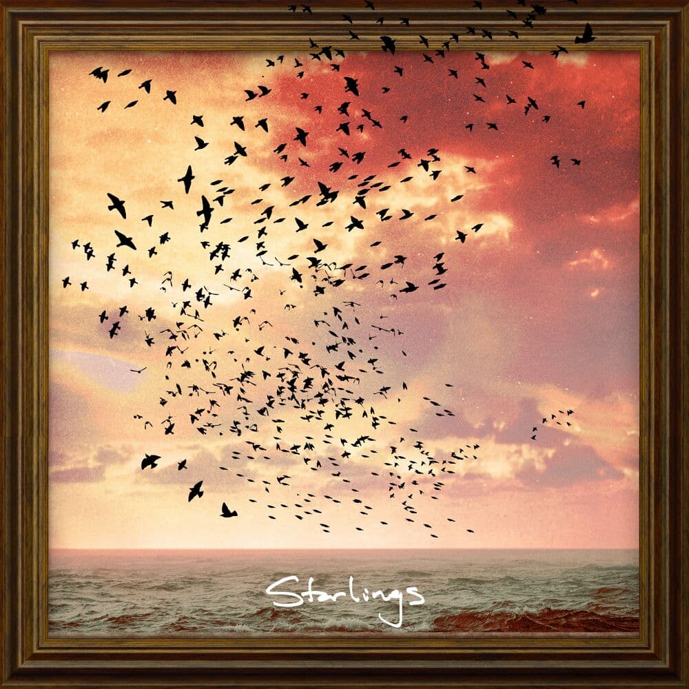 Starlings