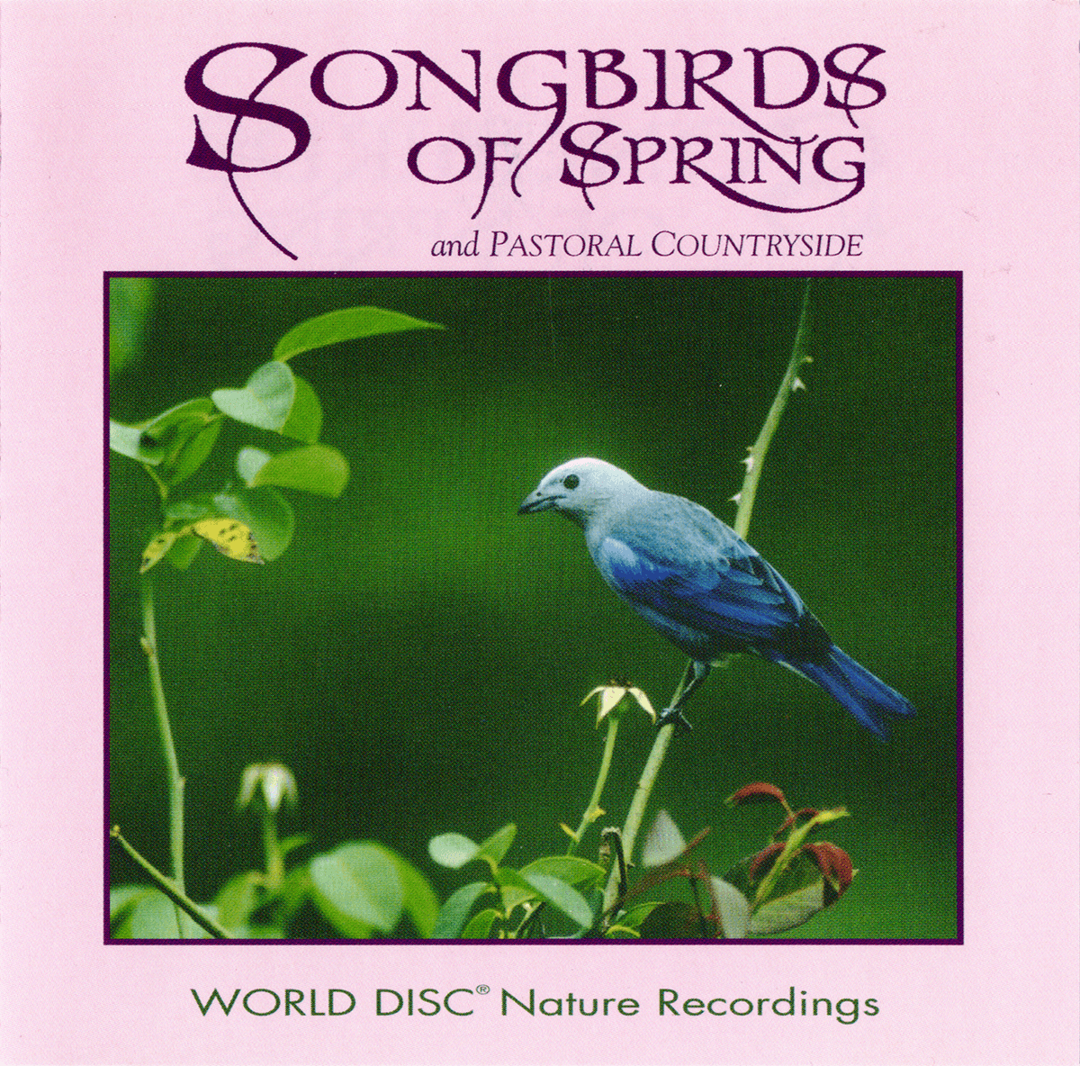 Songbirds of Spring and Pastoral Countryside