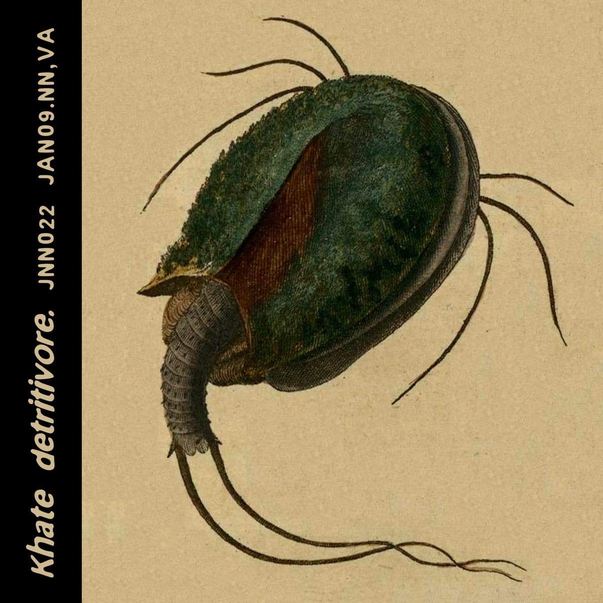 Detritivore