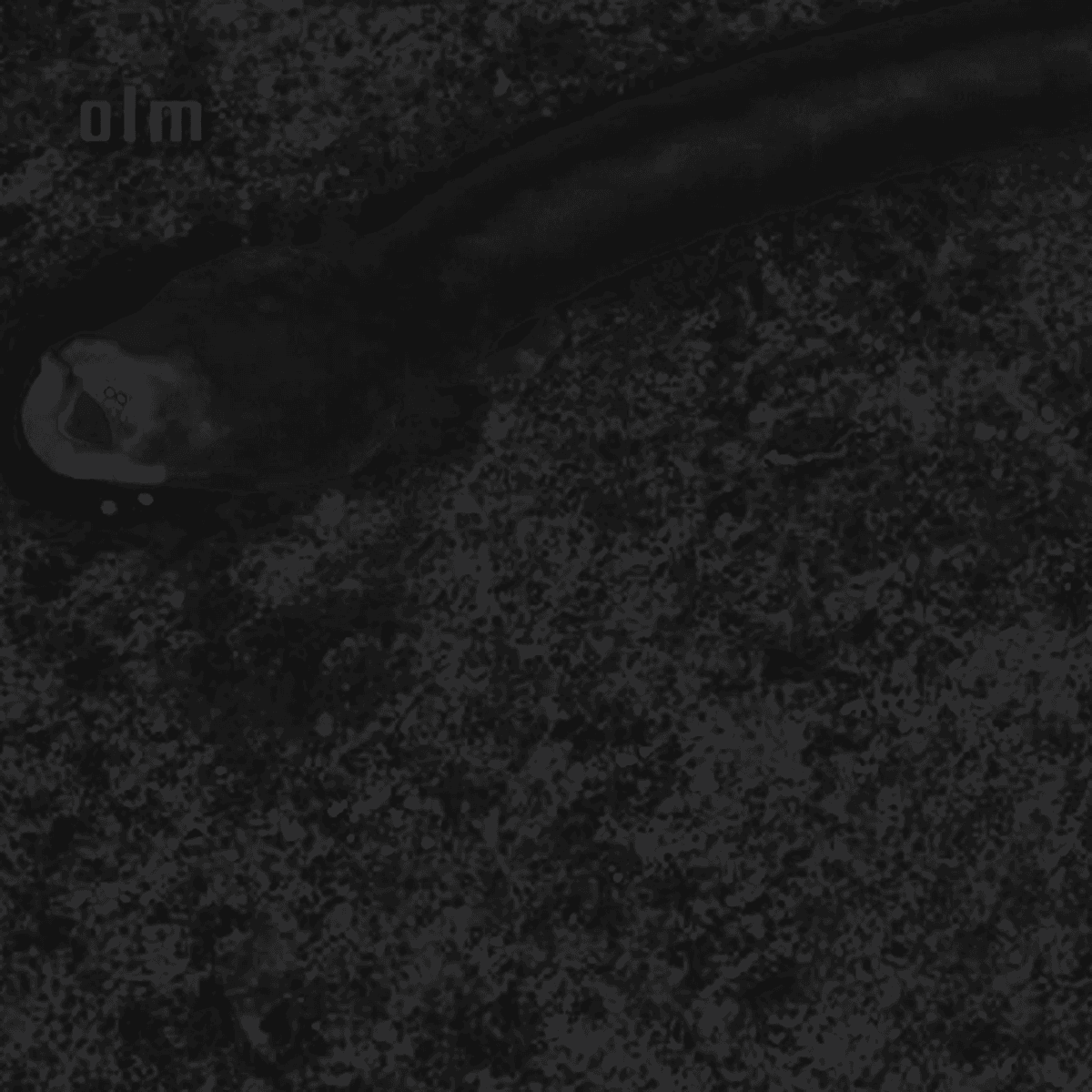 Grimm Blind Dwellers?