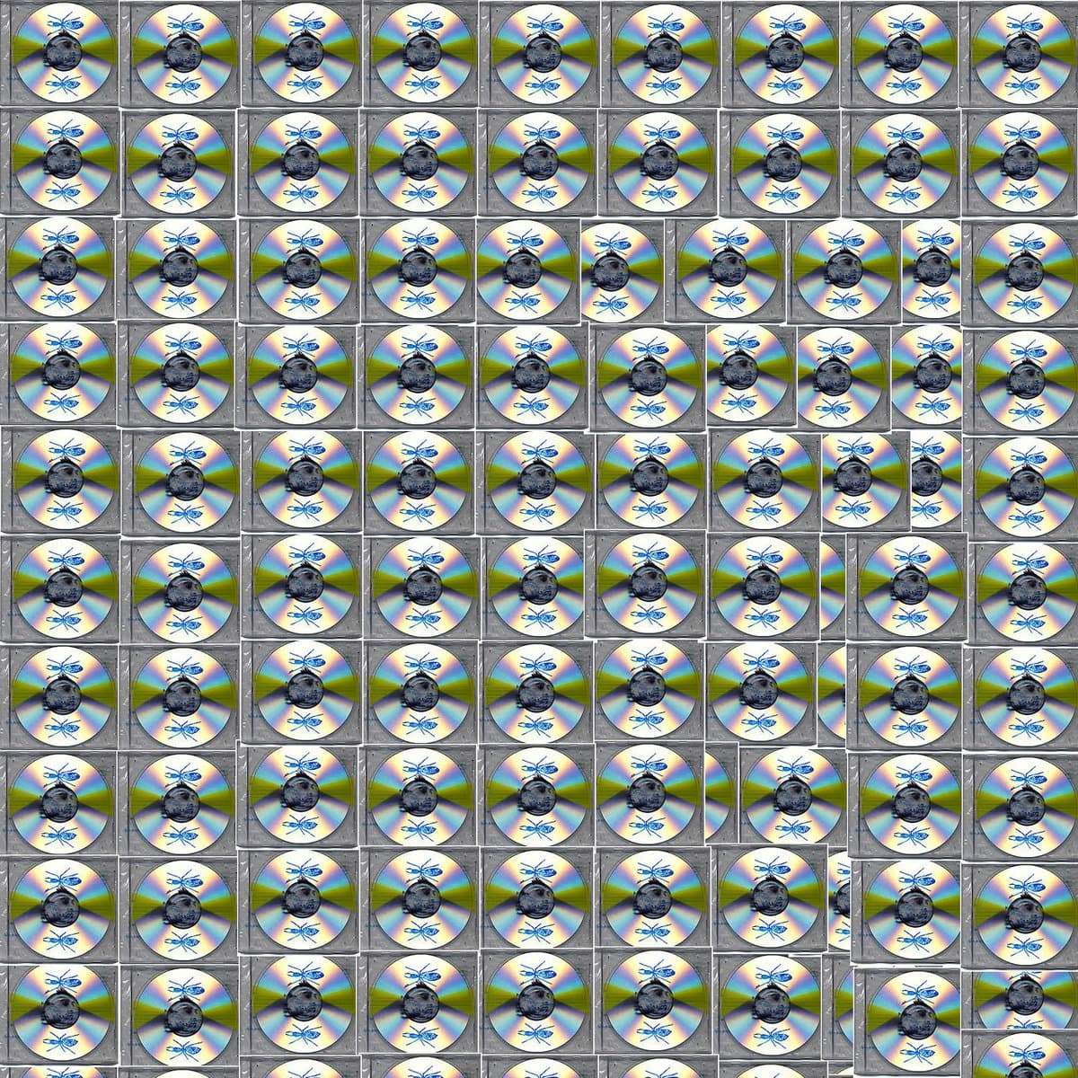 Mesmerized Ants