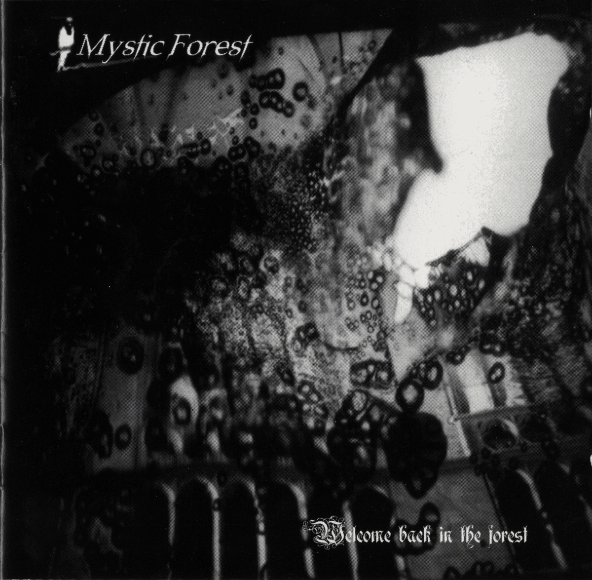Welcome Back in the Forest