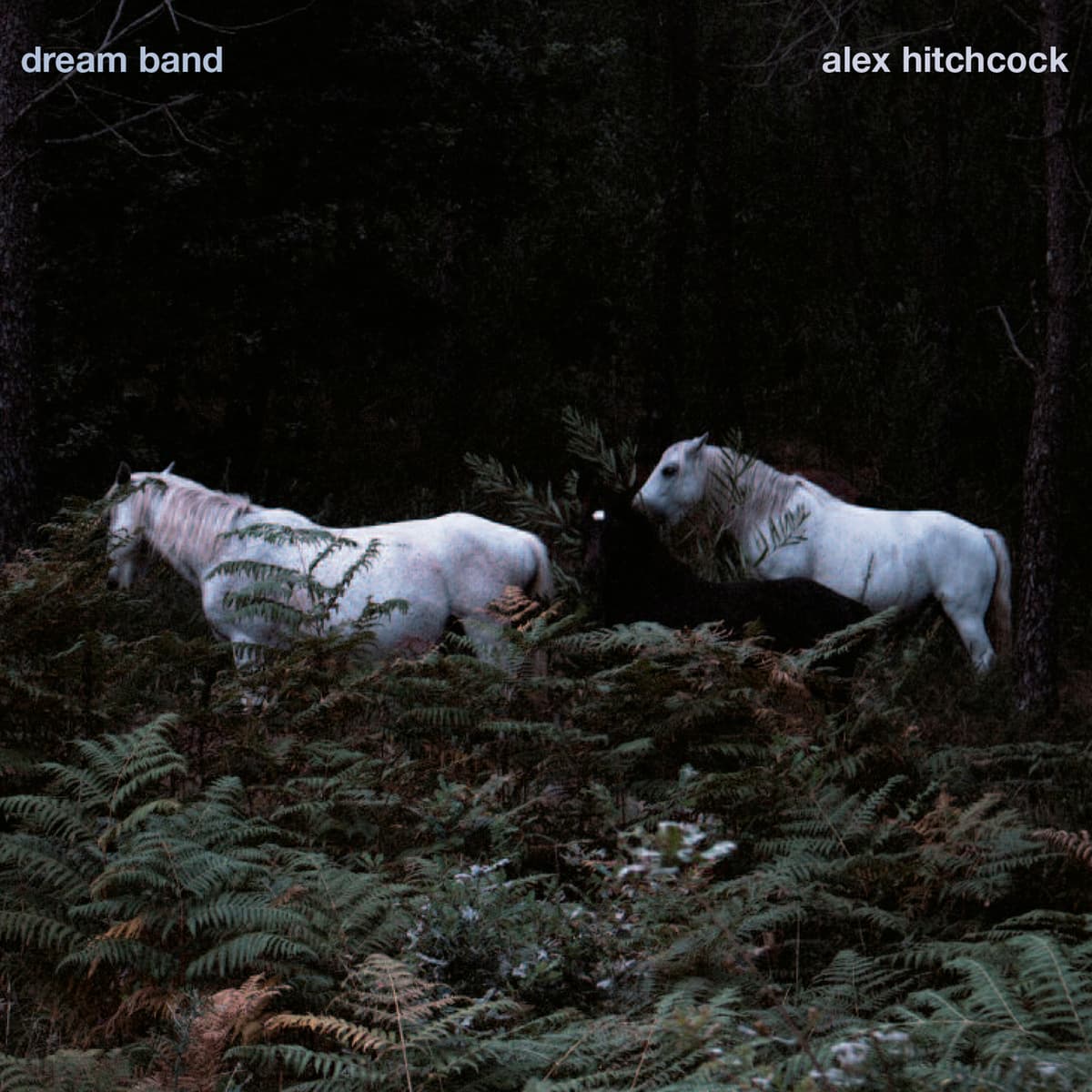 Dream Band