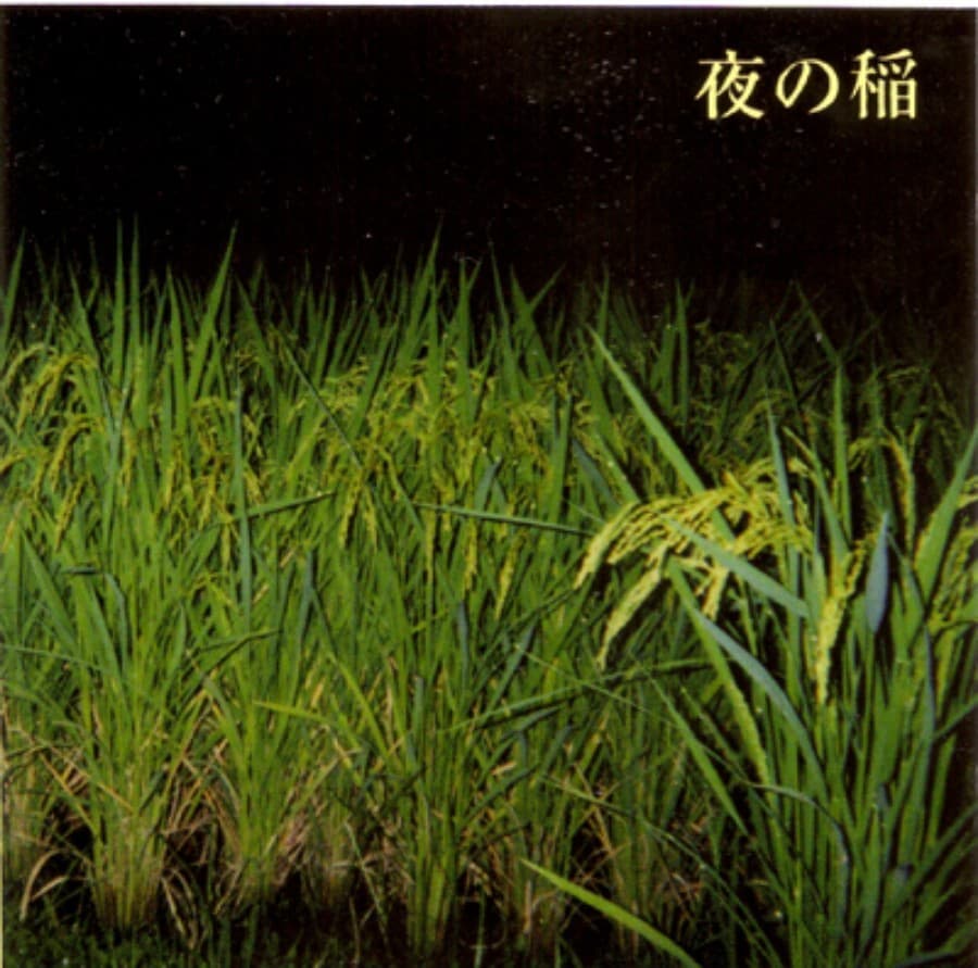 Rice Field Silently Riping in the Night