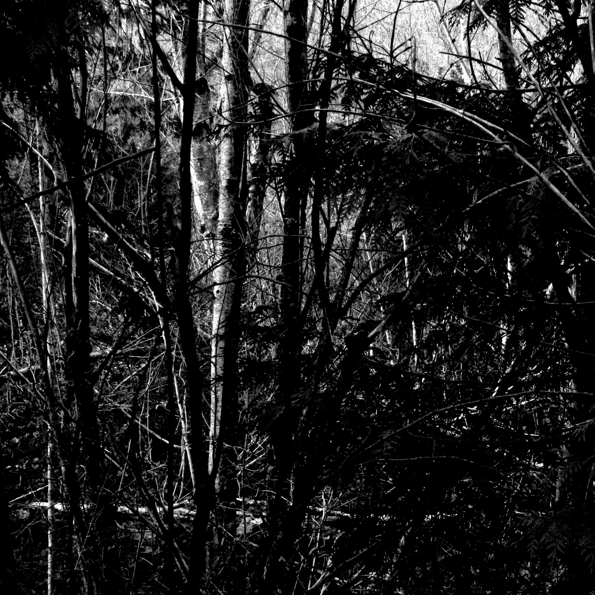 The Natural World