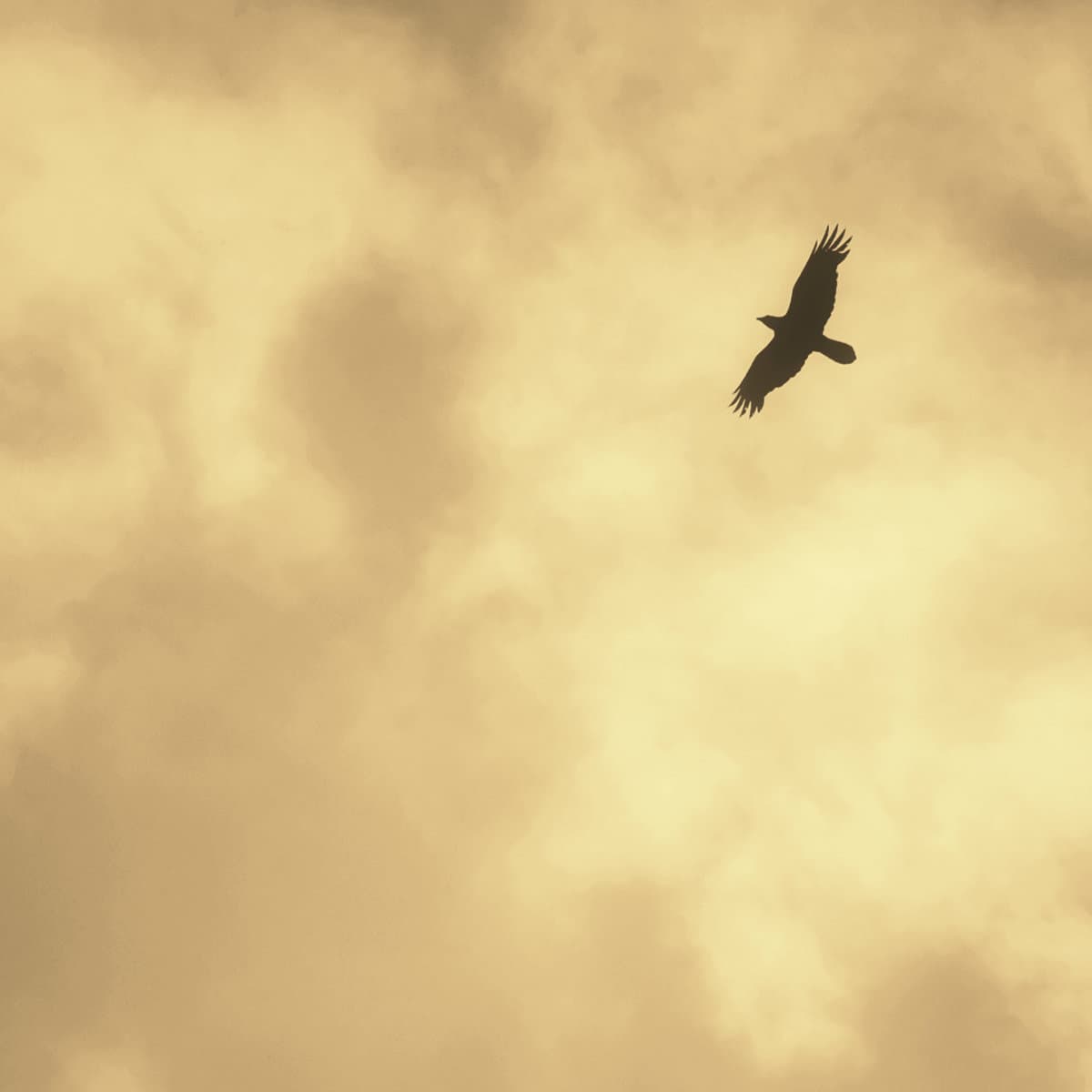 Let One Bird Sing