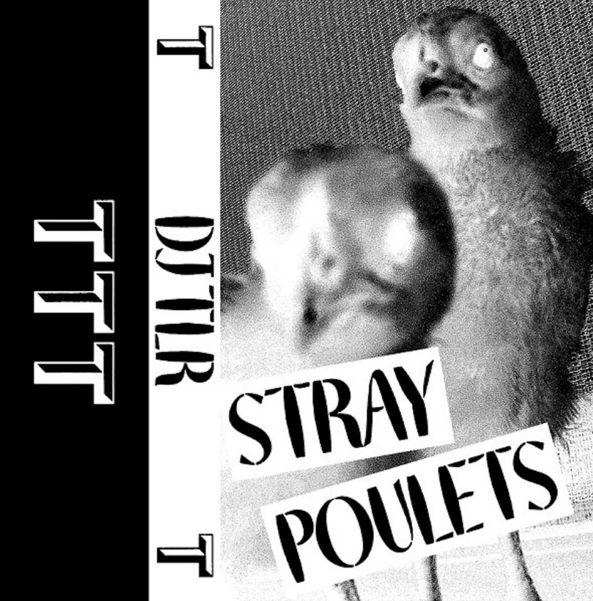 Stray Poulets