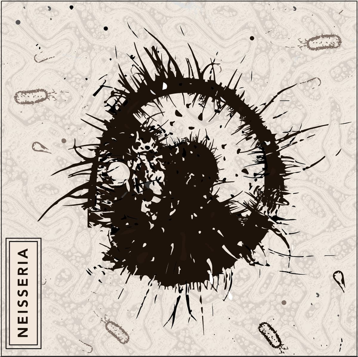 Neisseria