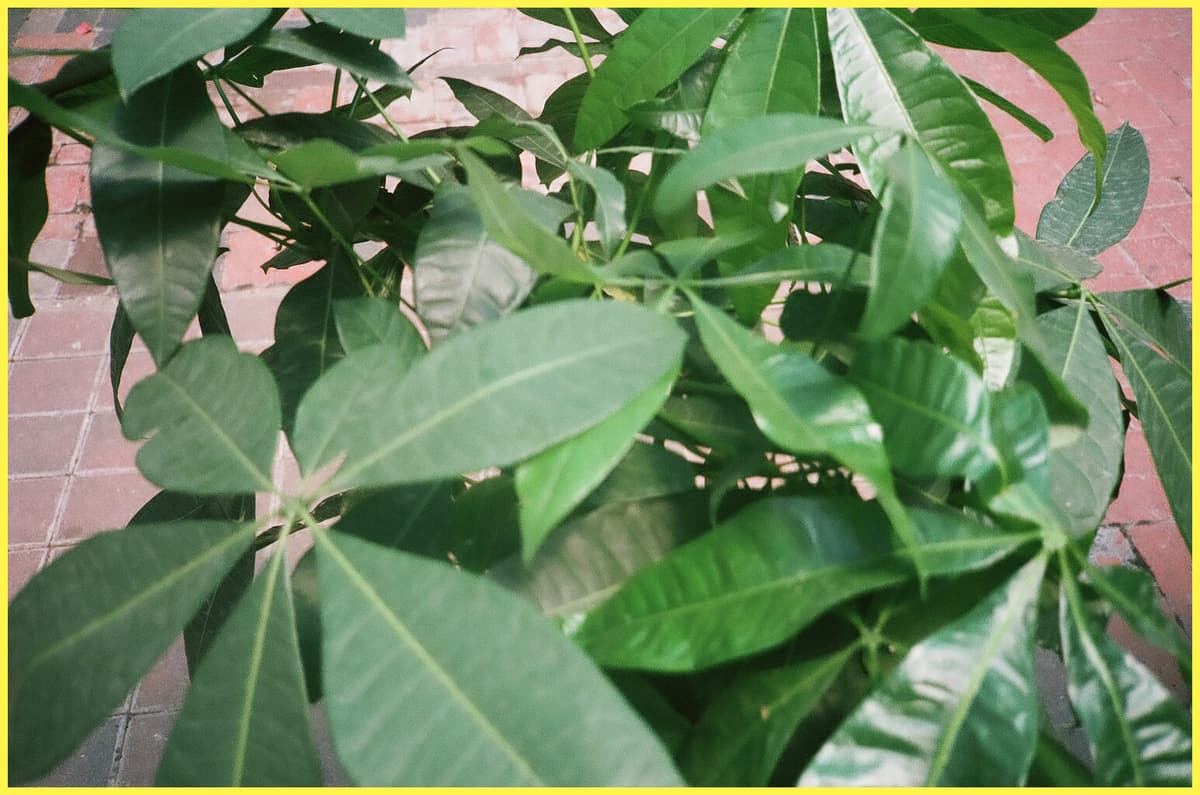 (((( House Plants ))))