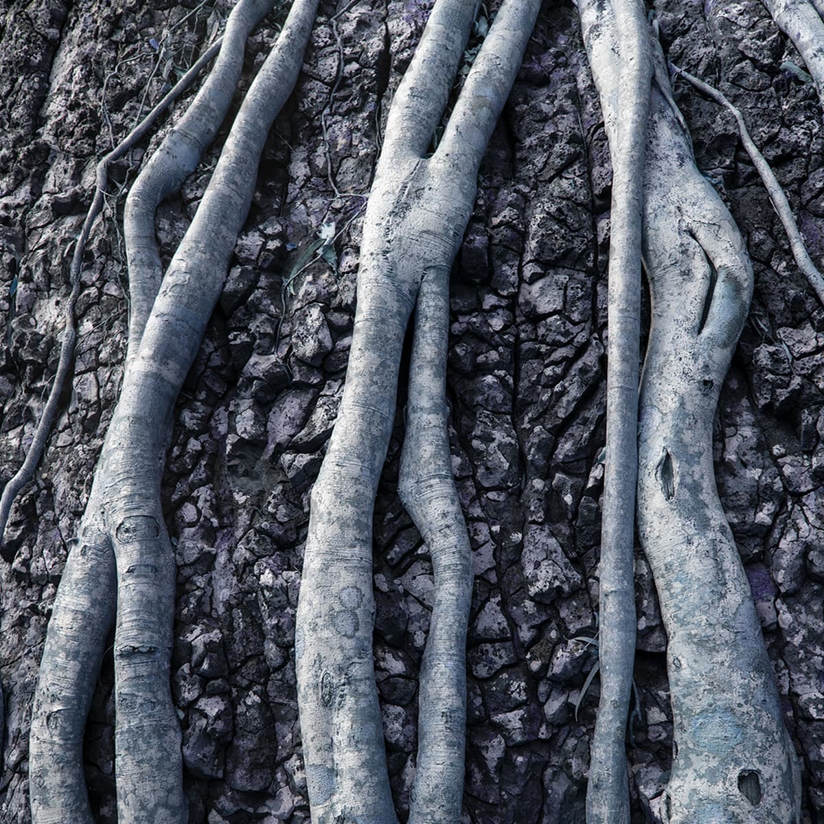 Southfacing / Ali Wade