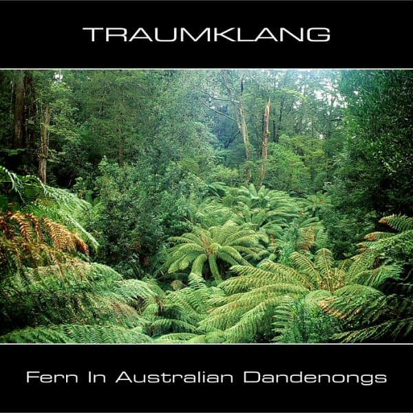 Fern in Australian Dandenongs