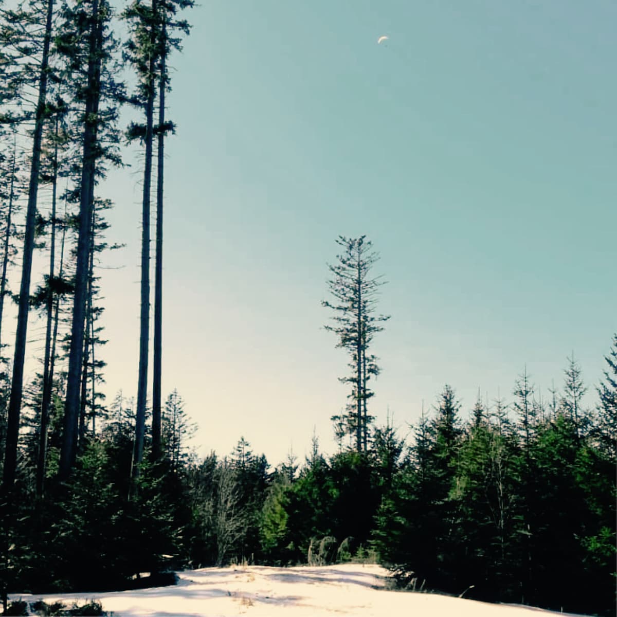 Awakening of the Pines