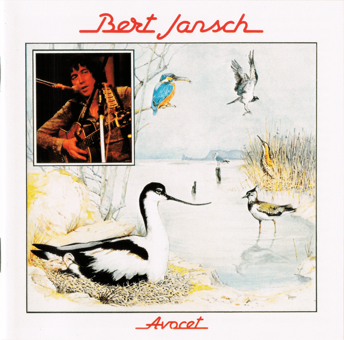 Avocet