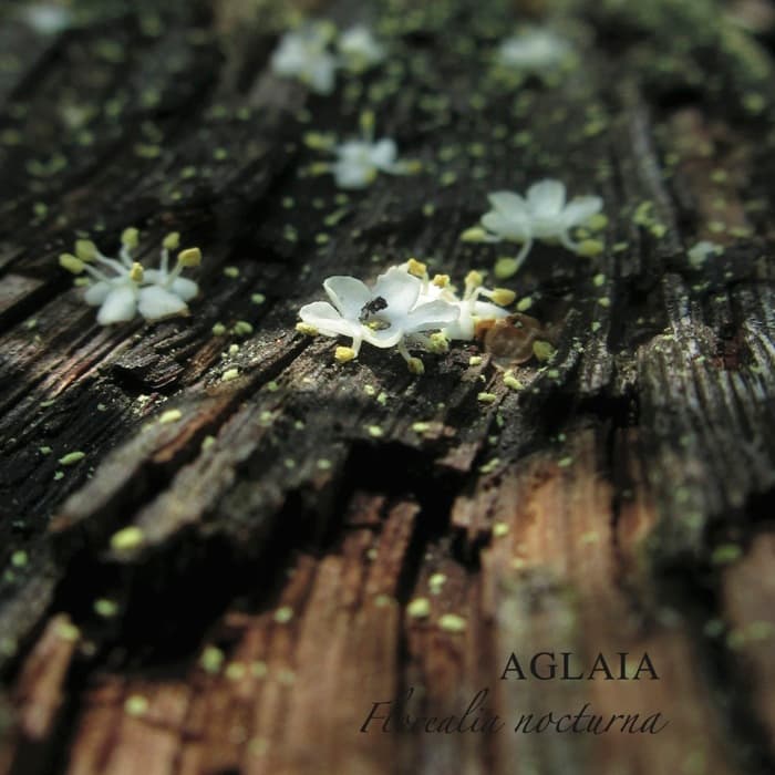Florealia nocturna