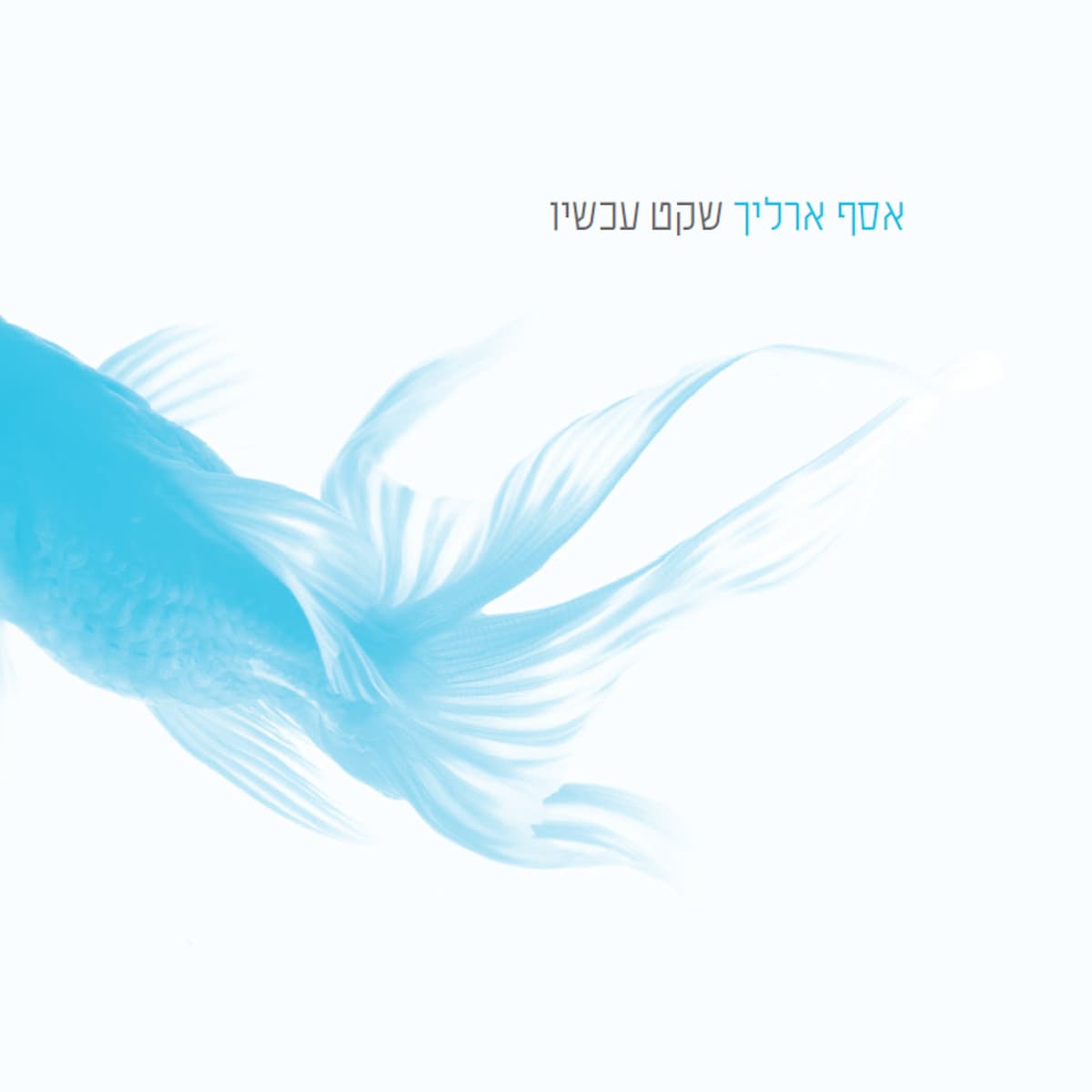 שקט עכשיו