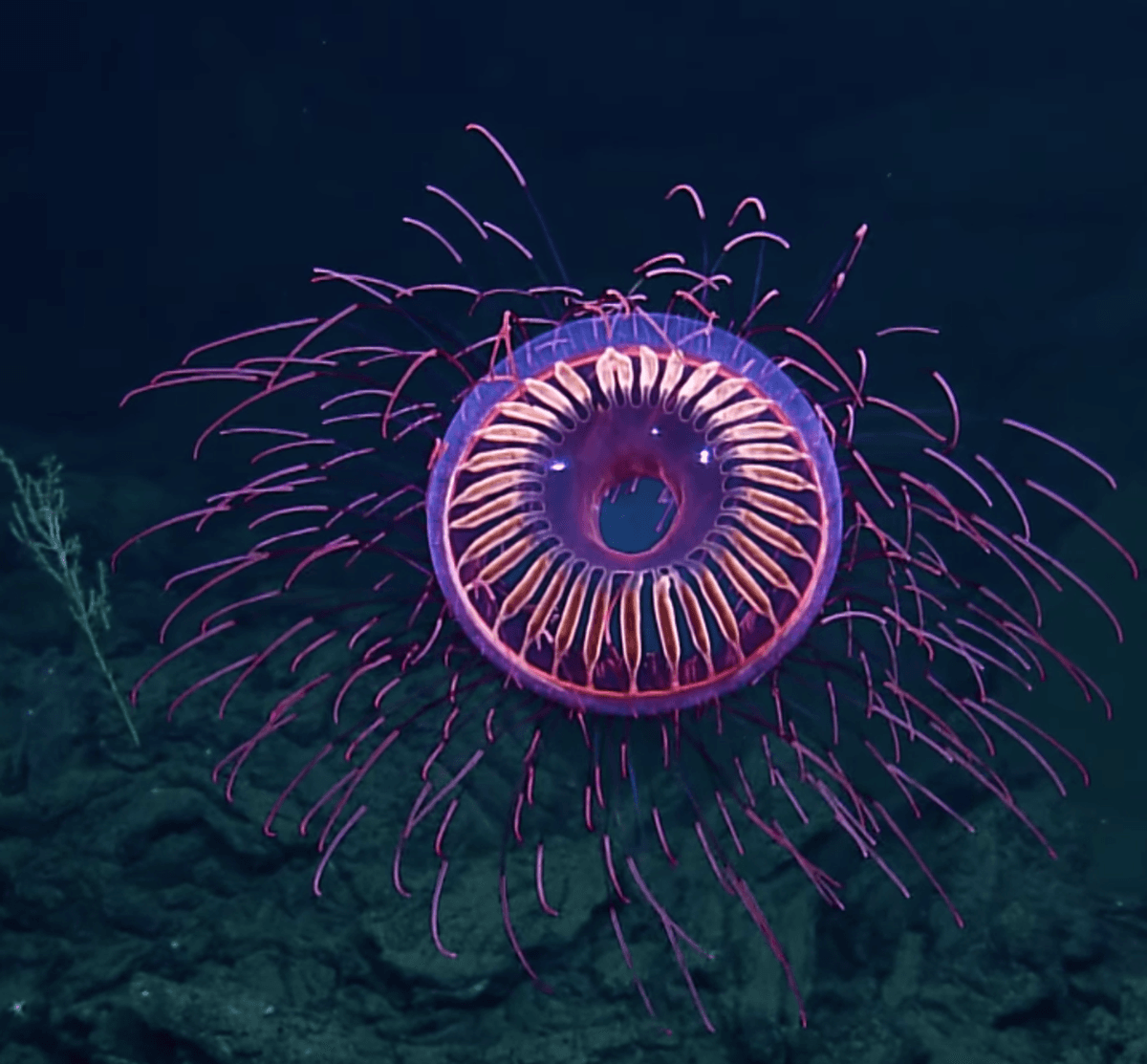 Hiding Beneath the Waves, in Complete Darkness