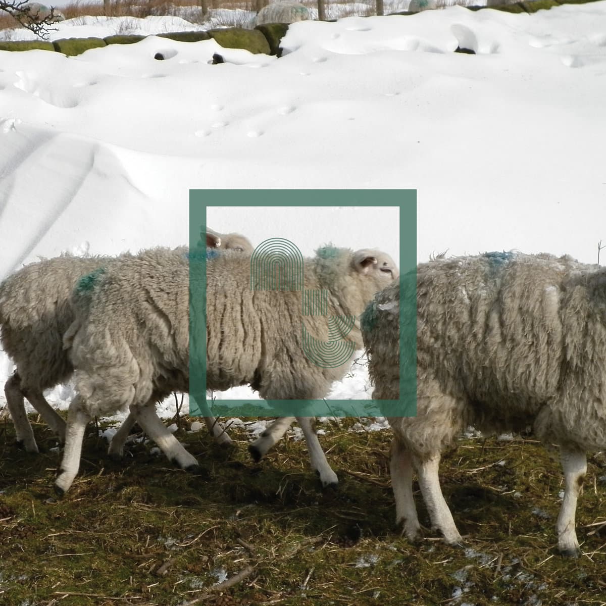 Music for Sheep