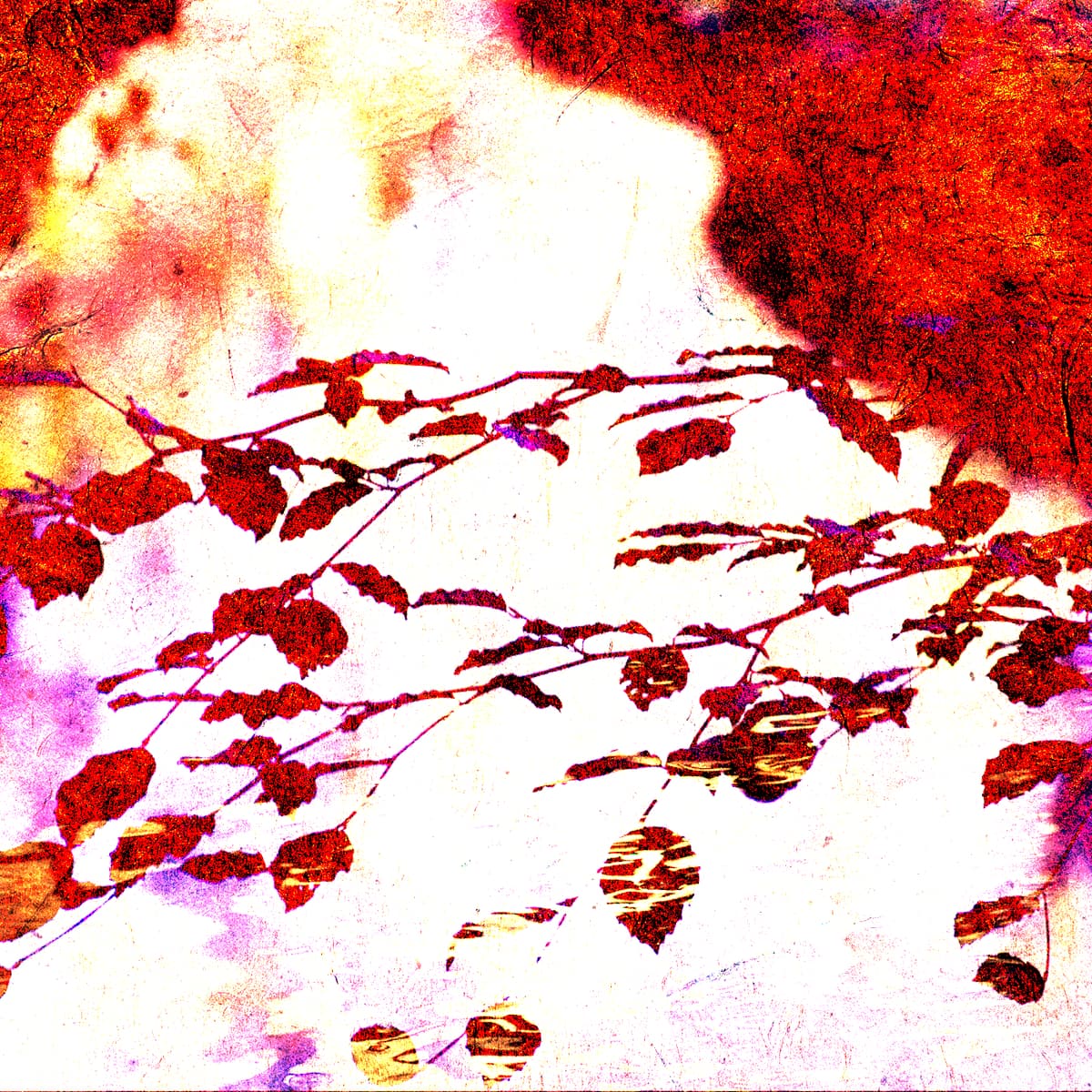 Fables Of Forests And Light