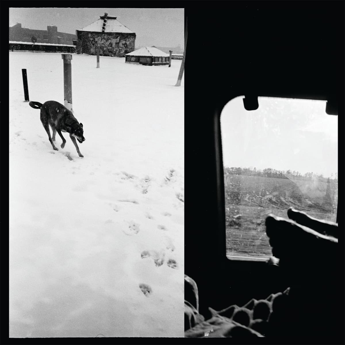We Are Lonely Animals