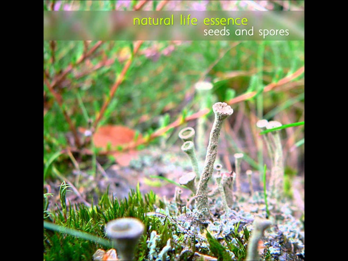 seeds and spores