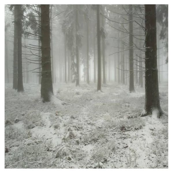 Arbres