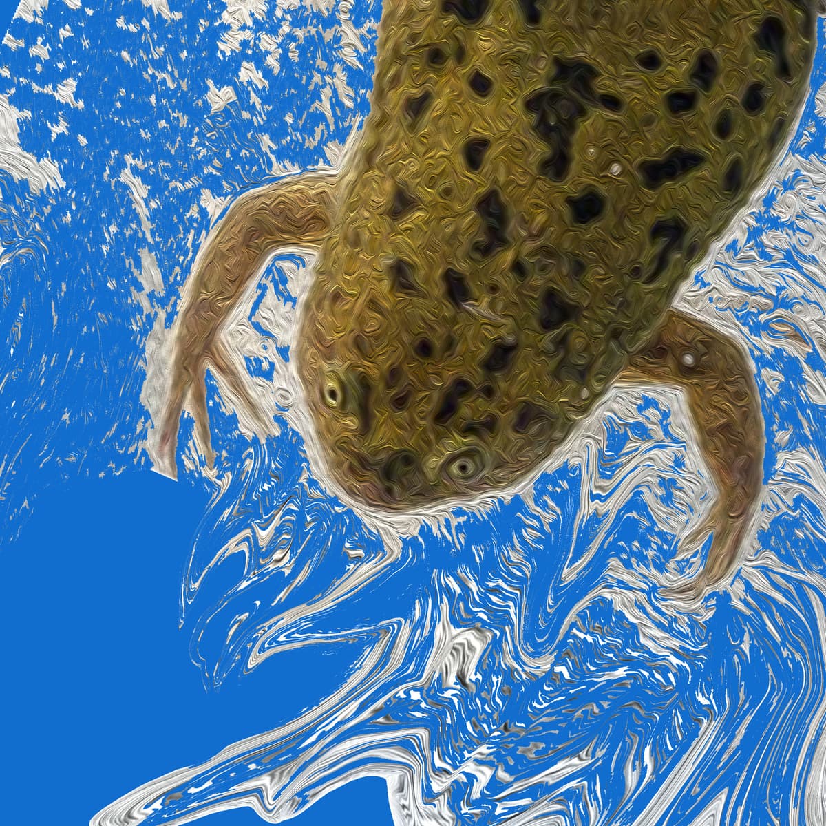 Xenopus)))