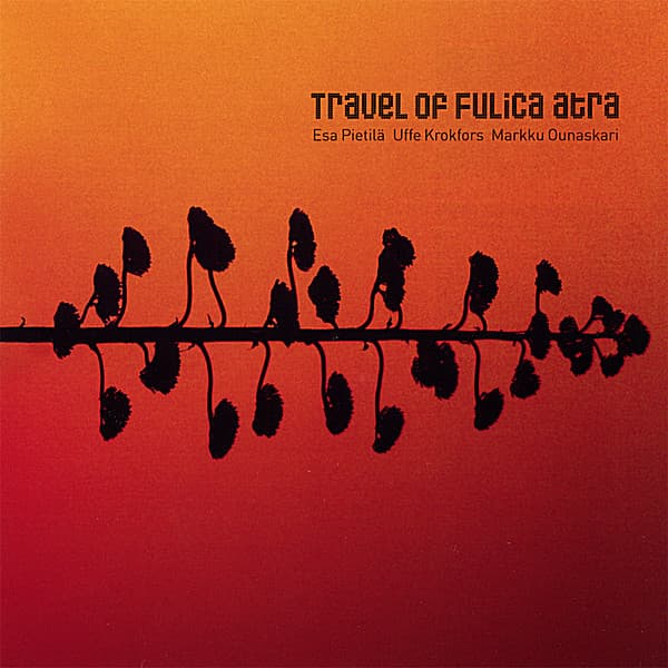 Travel of Fulica atra