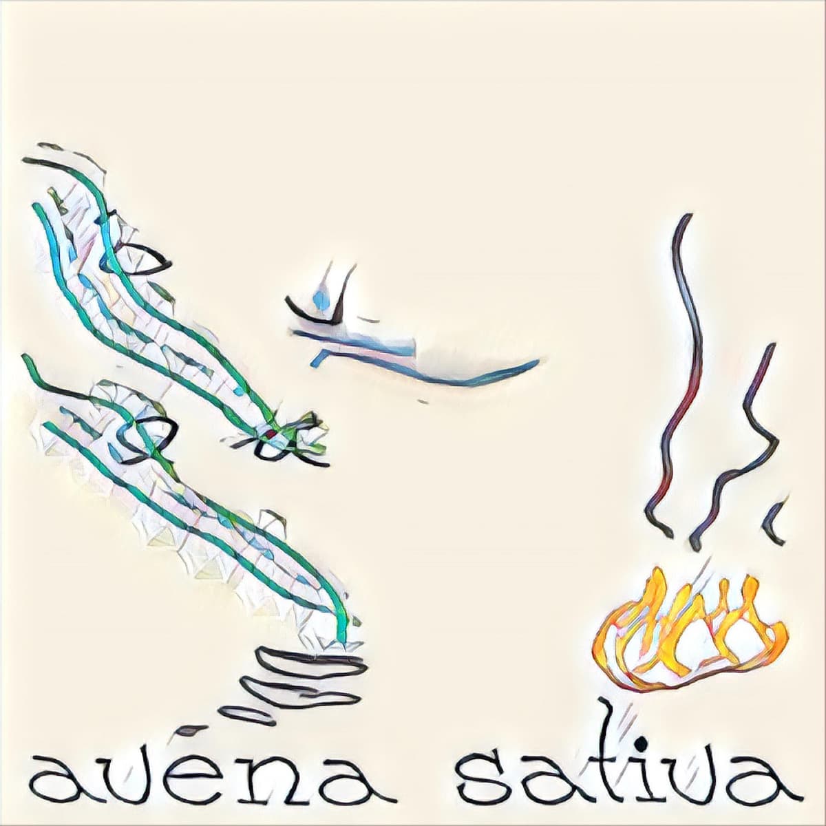 Avena Sativa