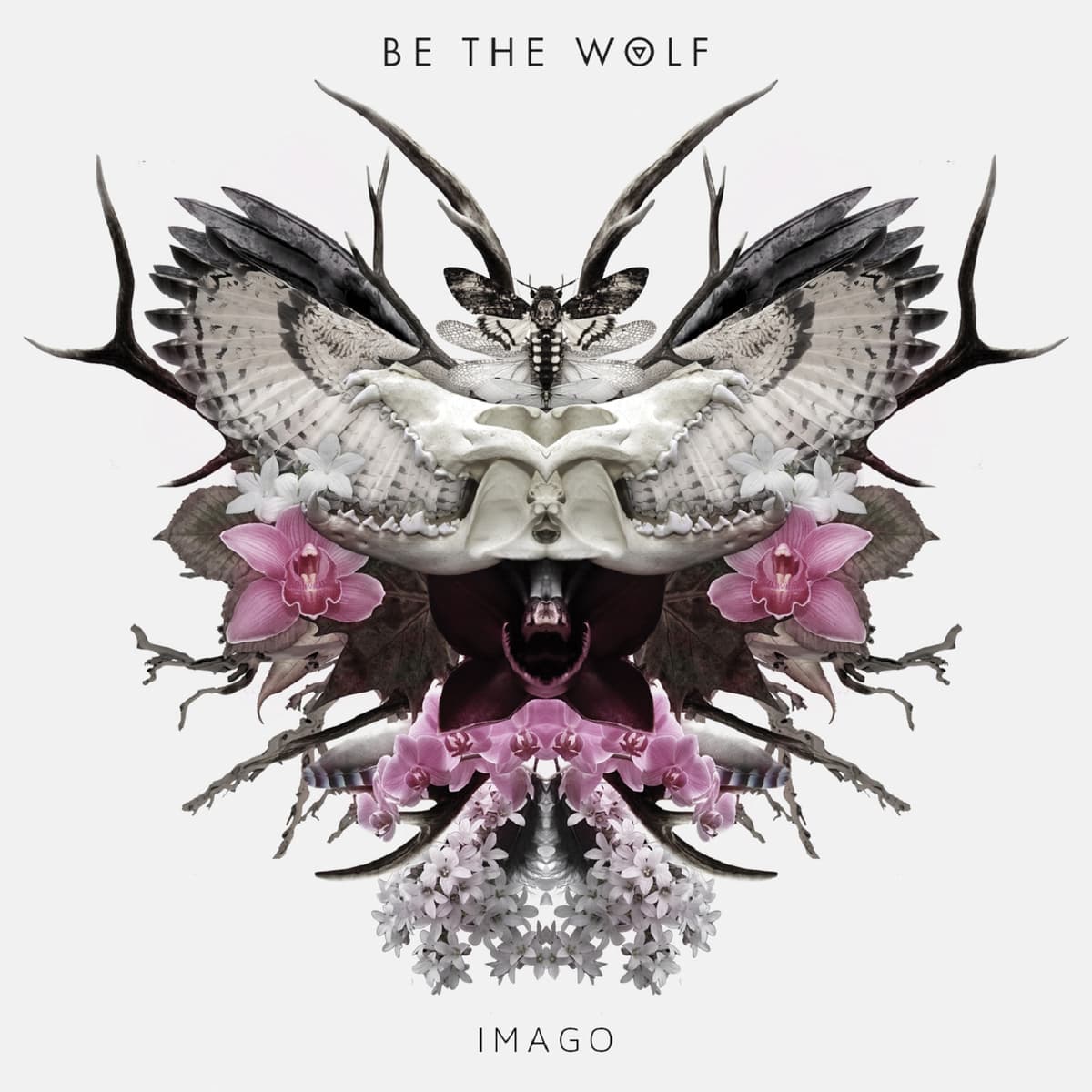 Imago
