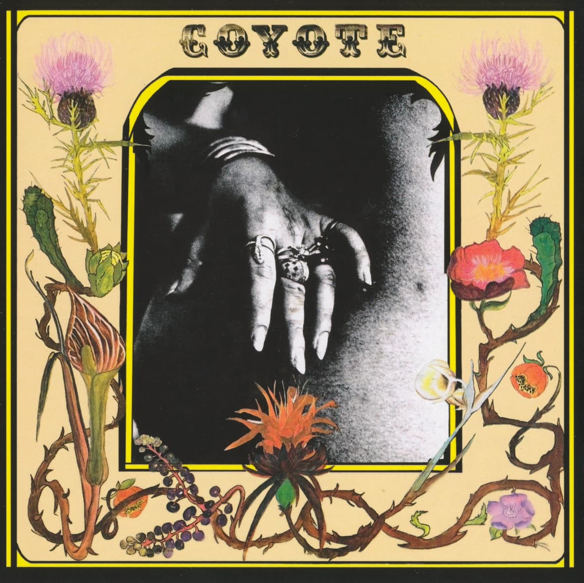 Coyote