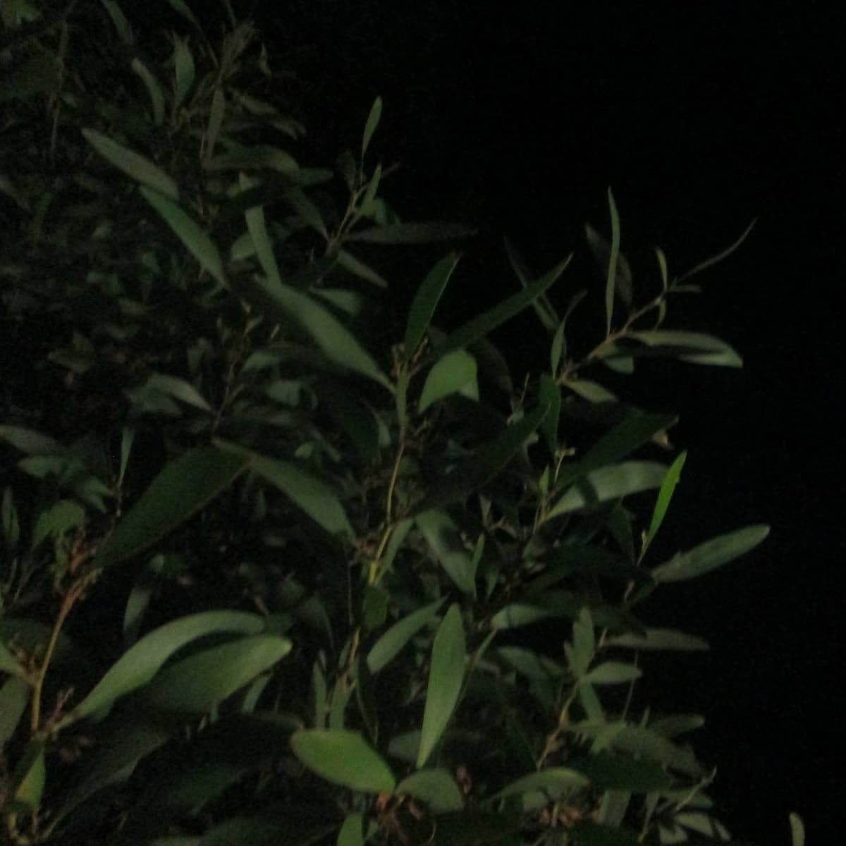 Of Crickets and Red Eye Flights
