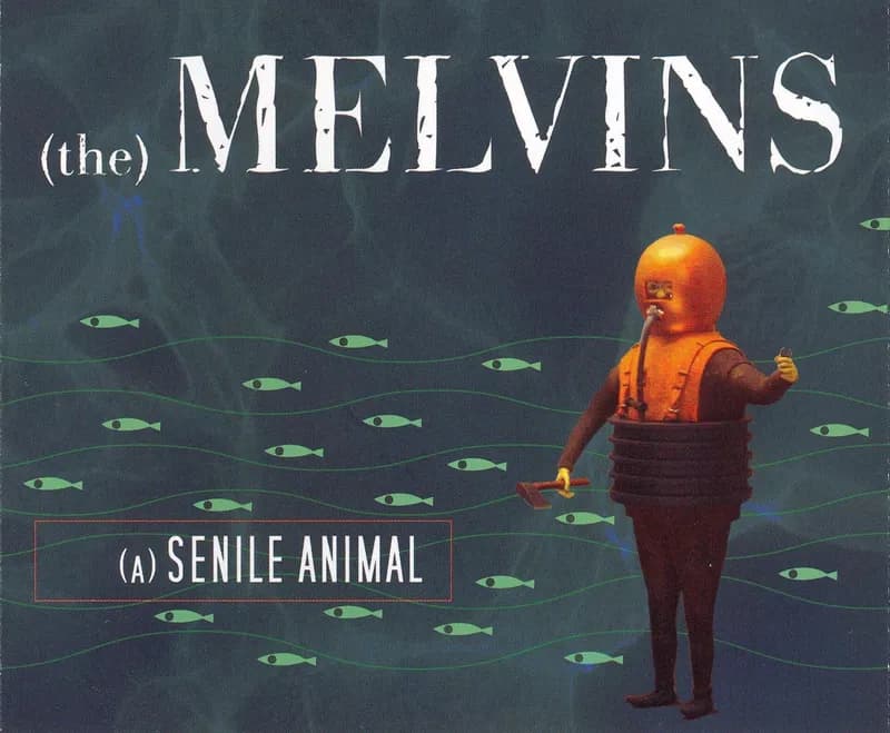 (A) Senile Animal